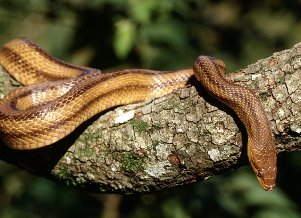 snake-lying-on-tree-branch